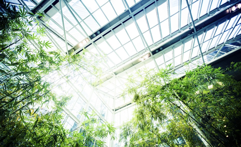 Large bamboo plants inside a glass building