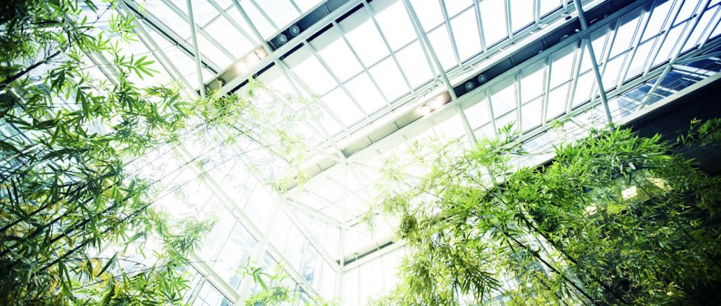 Large bamboo plants inside a glass building