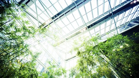 Large bamboo plants inside a glass building