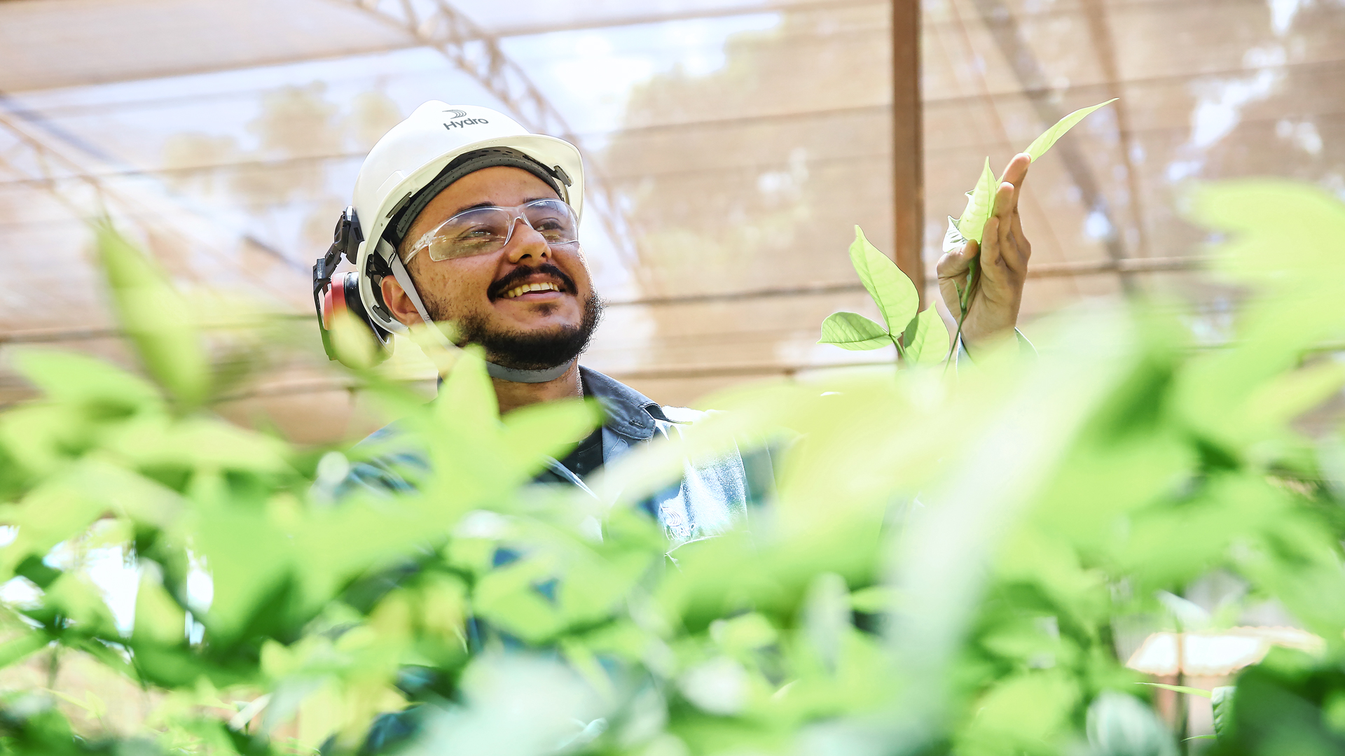 Employee in the greenhouse with plants for reforestation in Para, Brazil